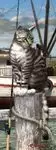 MARCAPAGINAS 3D WHARF CAT (ROYCE)