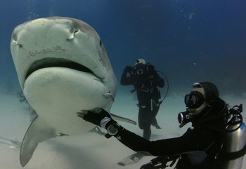 Buceando con tiburones
